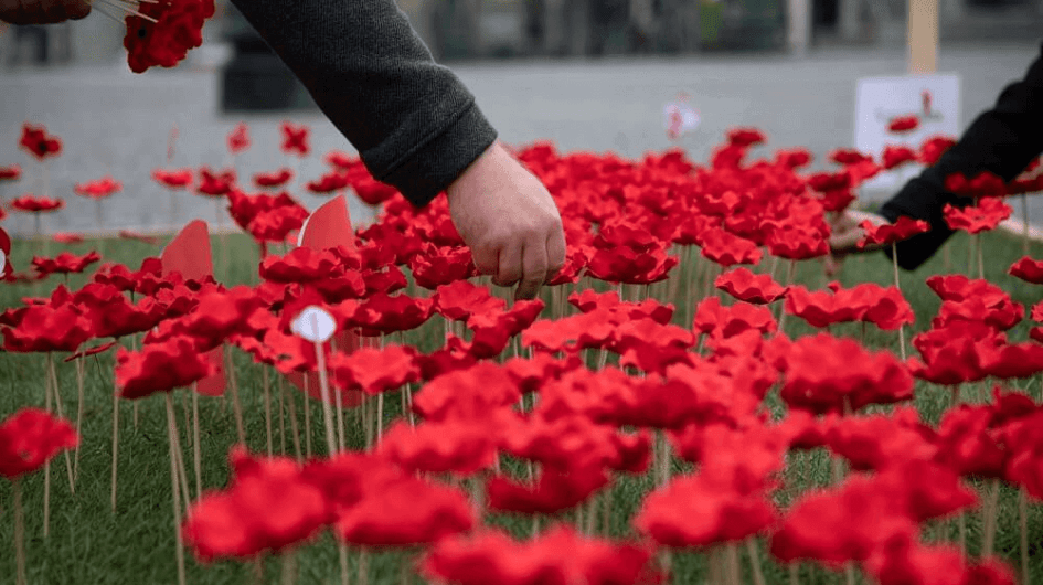 Vlčí máky Den válečných veteránů